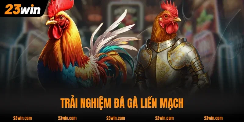 Trải nghiệm đá gà liền mạch với thông tin chi tiết từng trận